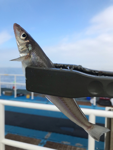 シロギスの釣果