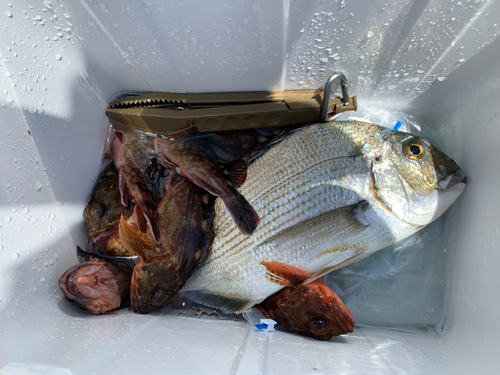 ヘダイの釣果