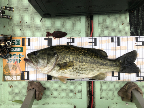 ブラックバスの釣果