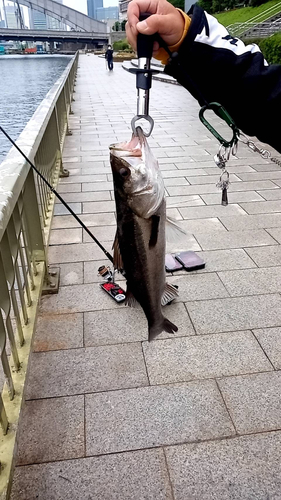 エイの釣果