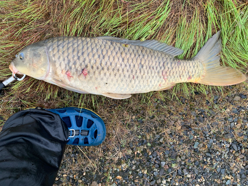 コイの釣果