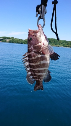 マハタの釣果