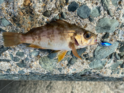 クロメバルの釣果