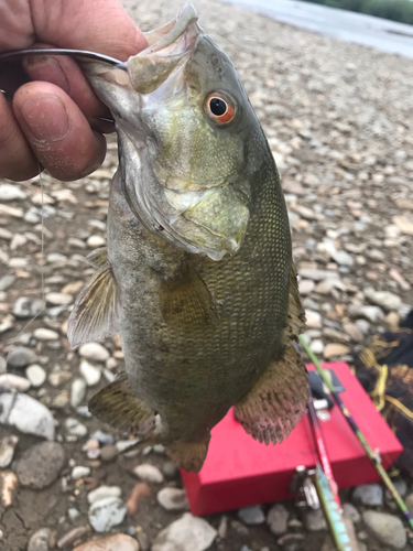 スモールマウスバスの釣果