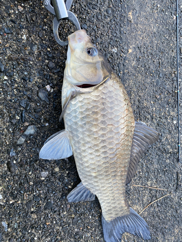 ギンブナの釣果