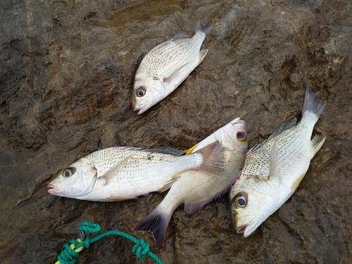 ホシミゾイサキの釣果