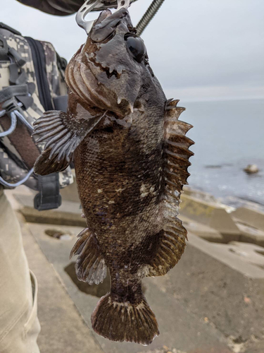 クロソイの釣果