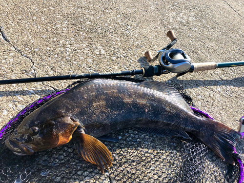 アイナメの釣果