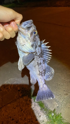 クロソイの釣果