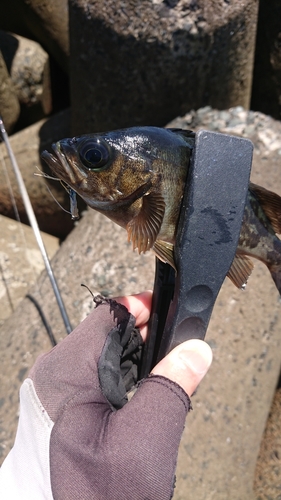 メバルの釣果