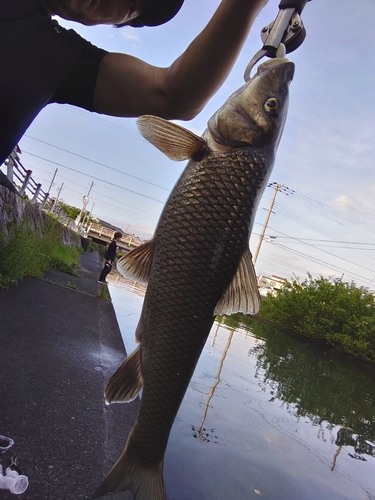 ニゴイの釣果