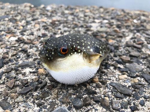 クサフグの釣果