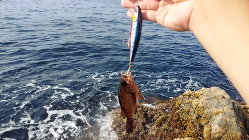 アカメバルの釣果