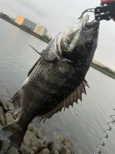 クロダイの釣果