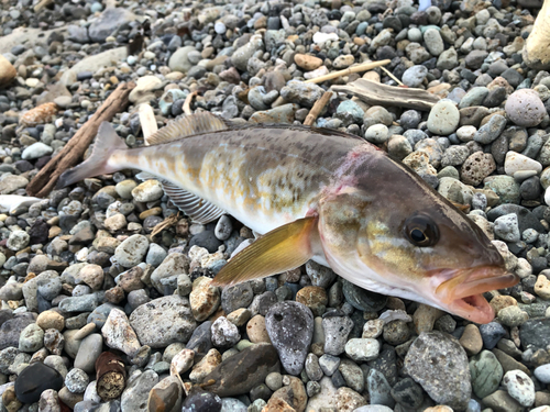 ホッケの釣果