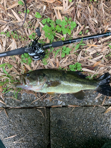 ブラックバスの釣果