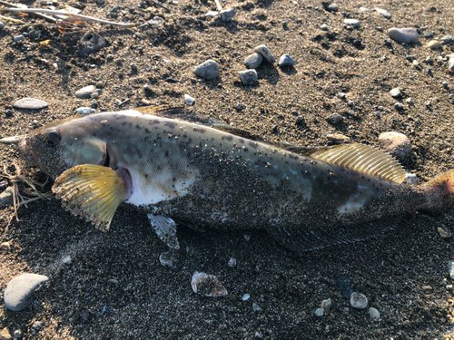 ホッケの釣果