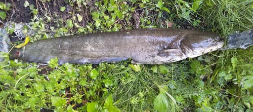 ナマズの釣果