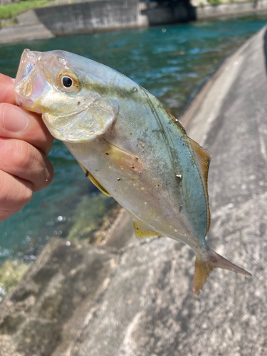 ショゴの釣果