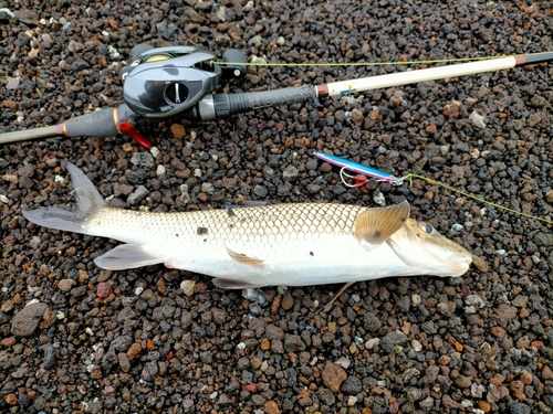 ニゴイの釣果