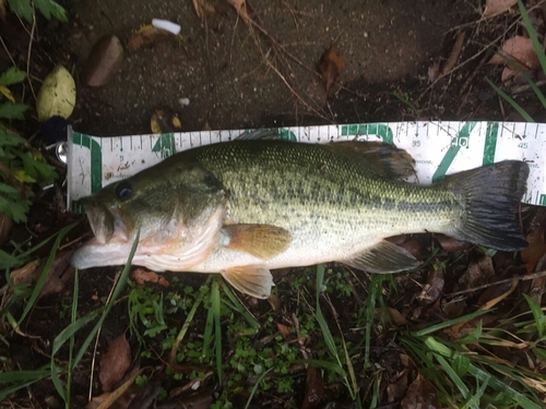 ブラックバスの釣果