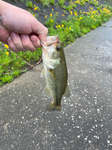 ラージマウスバスの釣果