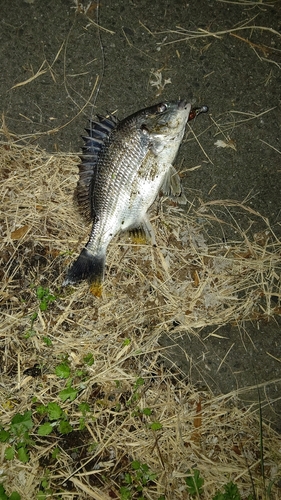 キビレの釣果