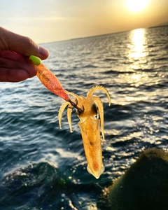 ヒイカの釣果