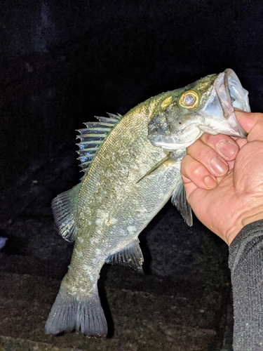 セイゴ（ヒラスズキ）の釣果