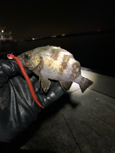 シロメバルの釣果