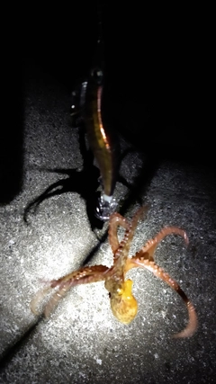 タコの釣果