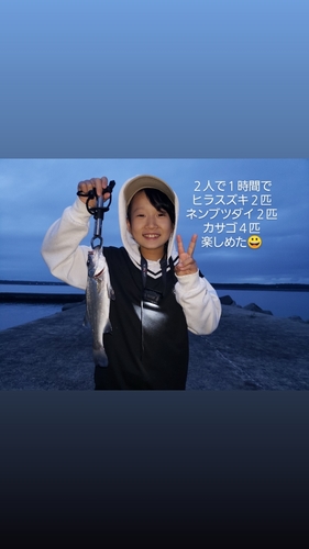 ヒラスズキの釣果