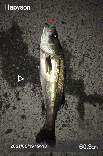 シーバスの釣果