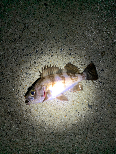 シロメバルの釣果