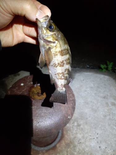 シロメバルの釣果