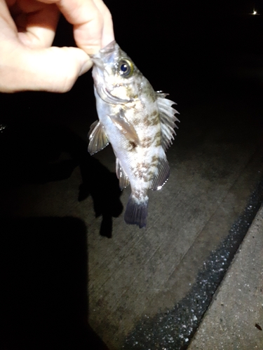 シロメバルの釣果