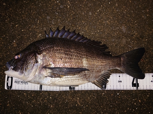 クロダイの釣果