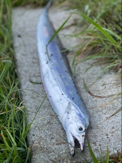 タチウオの釣果