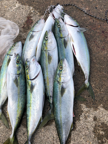 イナダの釣果