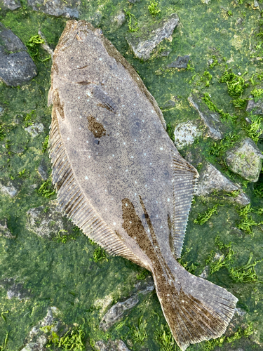 ソゲの釣果