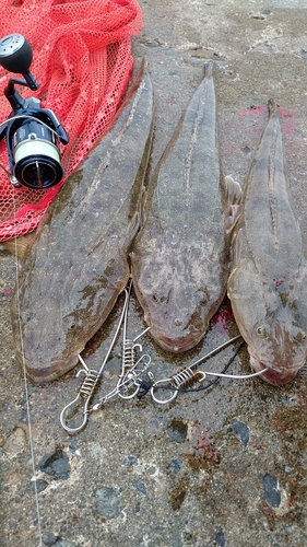 マゴチの釣果