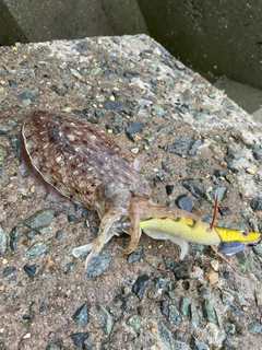 コウイカの釣果