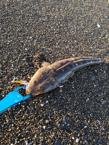 マゴチの釣果