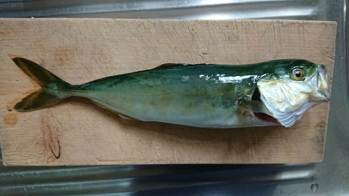 ワカシの釣果