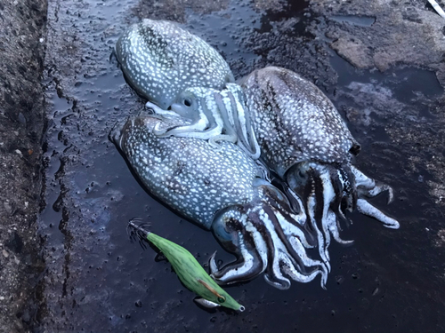 シリヤケイカの釣果