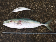 イナダの釣果