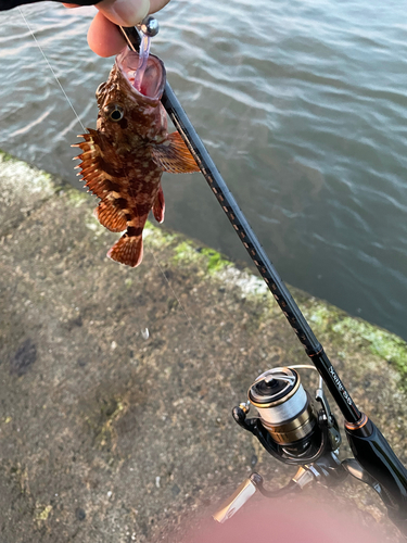 カサゴの釣果