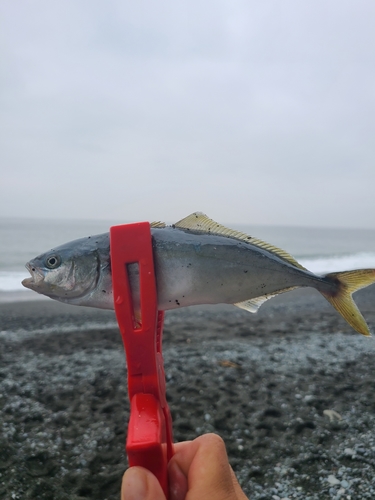 ワカシの釣果