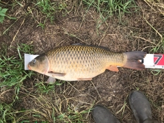 コイの釣果