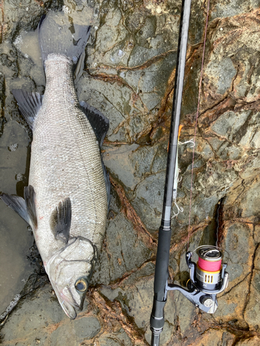 ヒラスズキの釣果